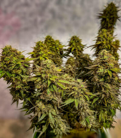 Семена сорта Watermelon Zum Zum fem (UKHTA)