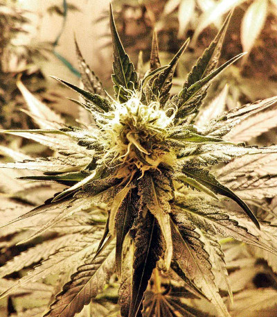 Семена сорта White Widow fem (Nirvana Seeds)