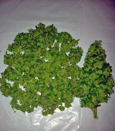 Семена сорта Kalashnikova fem