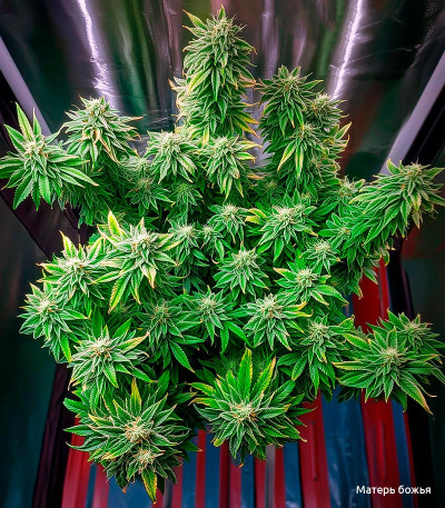 Семена сорта LSD fem (Семяныч)