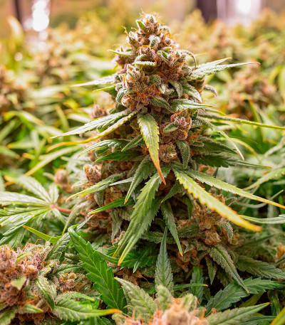 Семена сорта Apple Betty Auto fem (Herbies Seeds)