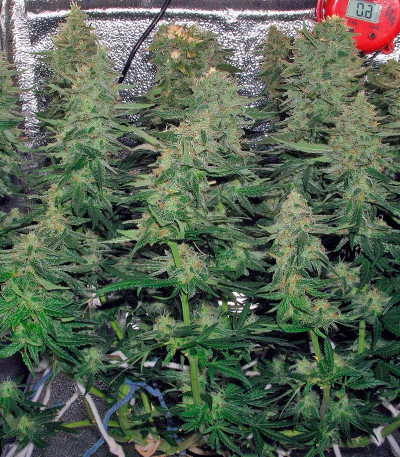 Семена сорта Delahaze fem (Paradise Seeds)
