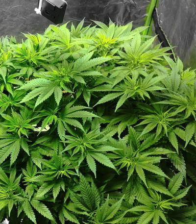 Семена сорта Fruity Chronic Juice fem (Delicious Seeds)