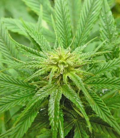 Семена сорта Himalaya Gold fem (Семяныч)