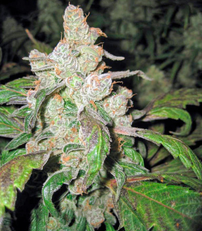 Семена сорта Lemon Thai Kush reg