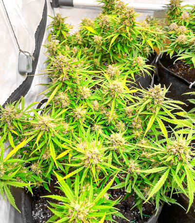 Семена сорта Runtz Auto fem (Barney's Farm)