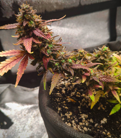 Семена сорта Tangie Auto fem