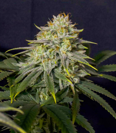 Семена сорта Gorilla Cookies FF fem (FastBuds)