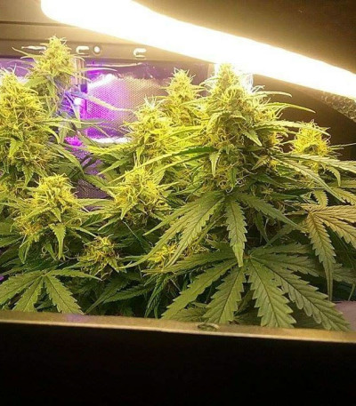 Семена сорта Amnesia Auto fem (Семяныч)