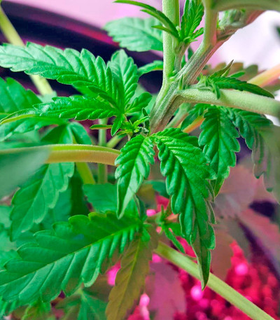 Семена сорта BlackJack fem (Nirvana Seeds)