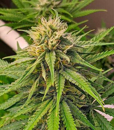 Семена сорта Plushberry Auto fem (7CH American)