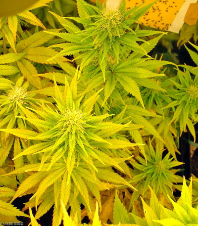 Семена сорта Psicodelicia fem (Sweet Seeds)