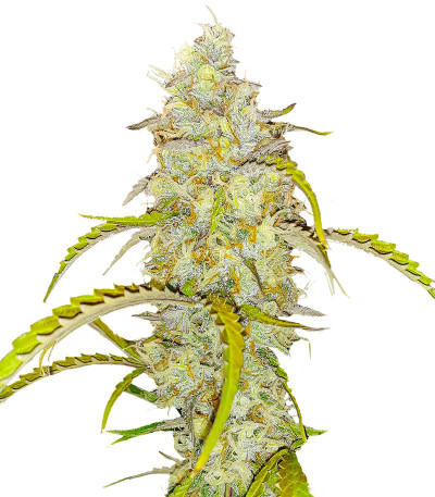 Семена сорта Black Herer Autoflower fem (Easy Grow Seeds)