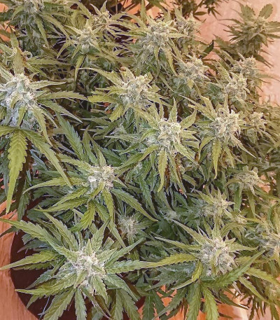 Семена сорта Bruce Banner (Monster Genetics)