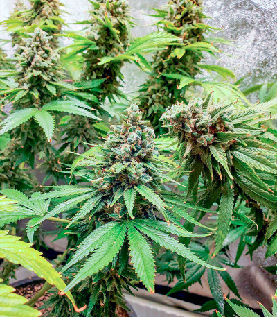 Семена сорта Slurricane fem (Advanced Seeds)