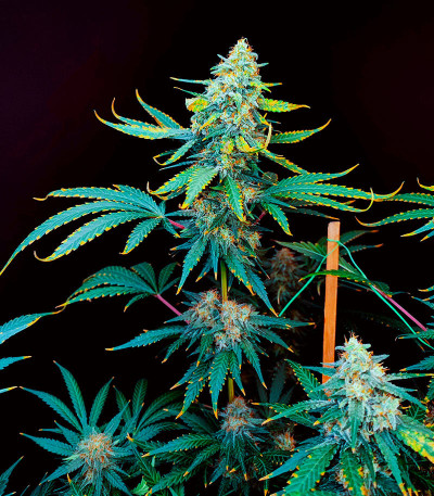 Семена сорта конопли Snow White Amsterdam