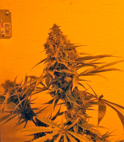 Семена сорта Yumbolt 47 fem (World of Seeds)