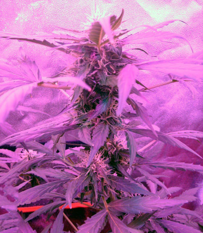 Семена сорта Green-O-Matic auto fem