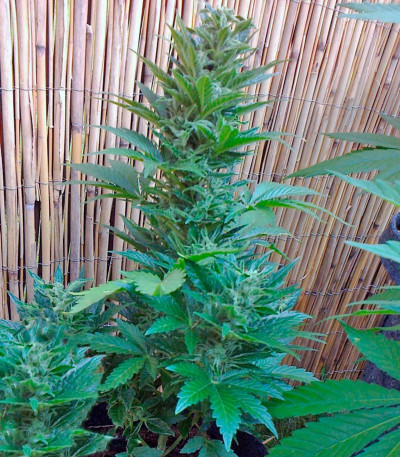 Сорт конопли Malana Bomb Auto