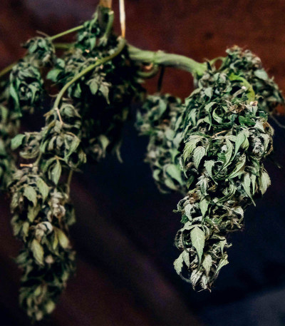 Семена сорта Auto CBD-Victory fem (Dutch Passion)