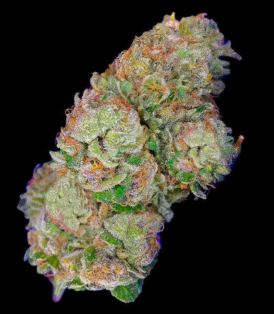 Семена сорта Da Vinci fem (UKHTA)