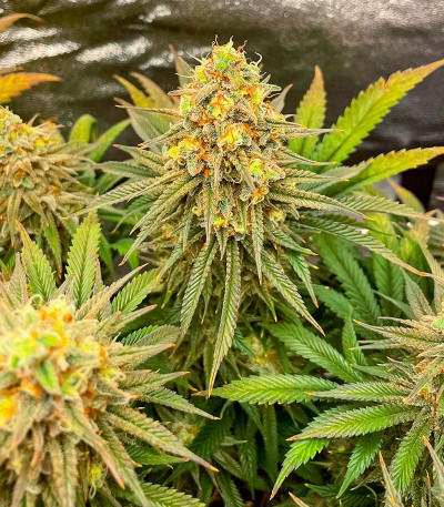 Семена конопли сорта Permanent Marker fem (7CH American)