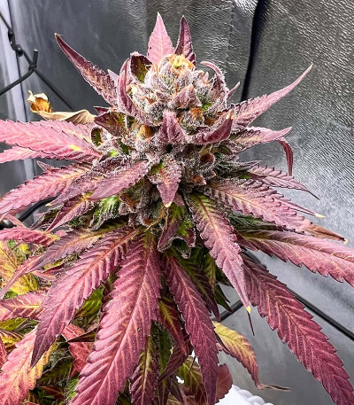 Семена сорта конопли Pink Runtz Auto от 7CH American