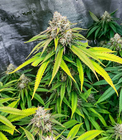Семена сорта Pulp Friction fem (Green House Seeds)