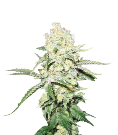 Семена сорта No Name fem