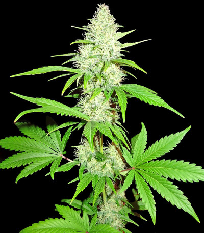 Семена сорта Amnesia Ganja Haze fem (Sumo Seeds)