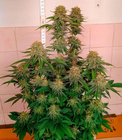 Семена сорта Papaya Frosting fem