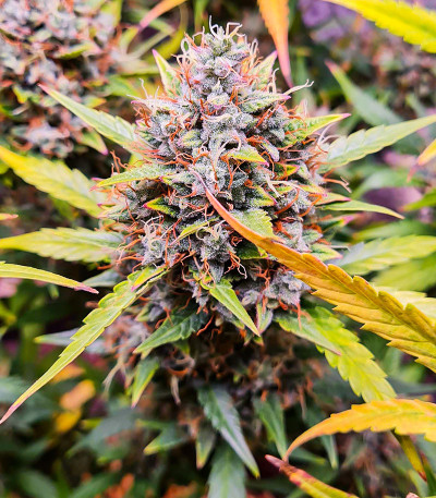 Сорт конопли Green Gelato Automatic fem (RQS)