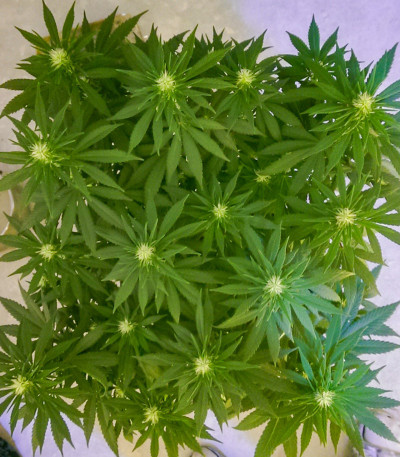 Семена сорта G13 Haze fem (Barney's Farm)
