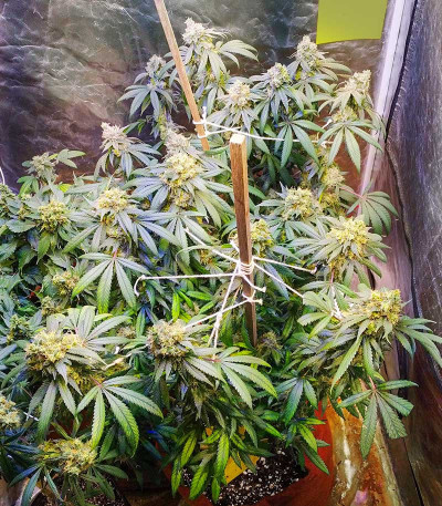 Семена сорта Gorilla fem (00 Seeds)