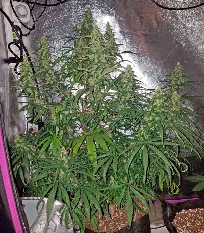 Семена сорта Sterling Haze fem (Nirvana Seeds)