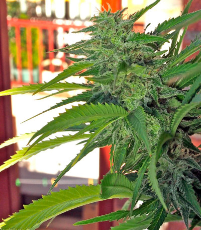 Семена сорта White Domina fem (Kannabia Seed Company)