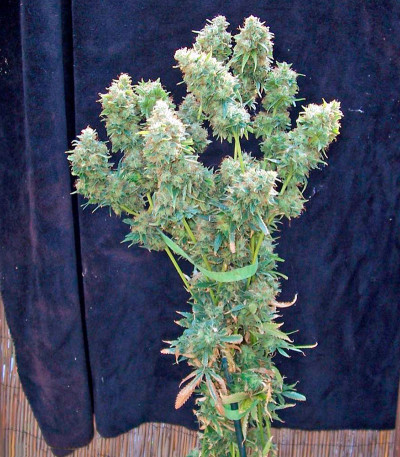 Семена сорта Yumbolt 47 fem (World of Seeds)