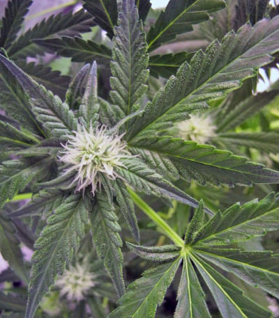 Сорт каннабиса Cream 47 fem