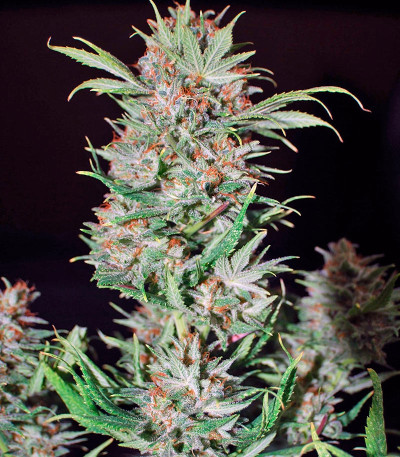 Семена сорта Wembley fem (Pyramid Seeds)