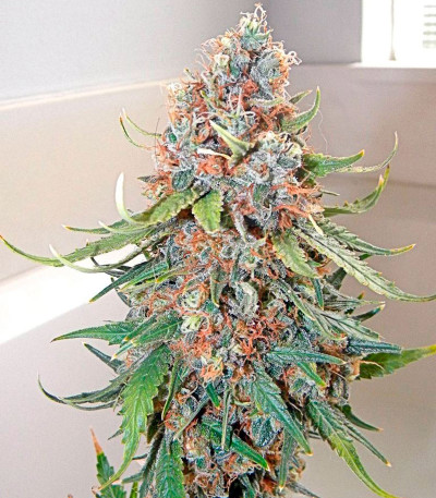 Семена сорта Big Band Max Auto