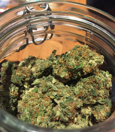 Семена сорта Critical Chronic fem (Sumo Seeds)