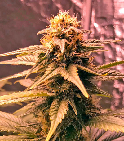 Семена сорта Original Amnesia fem (Dinafem Seeds)