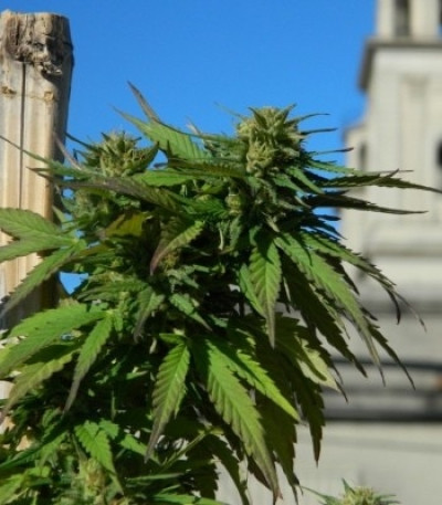 Семена сорта Royal Medic CBD fem (Royal Queen Seeds)