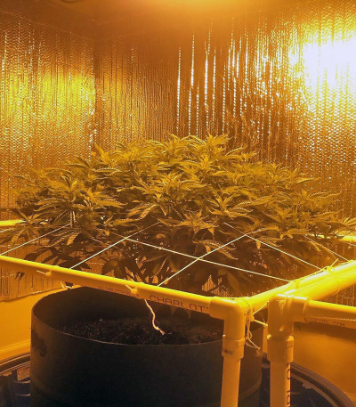 Семена сорта Russian Snow fem (Vision Seeds)