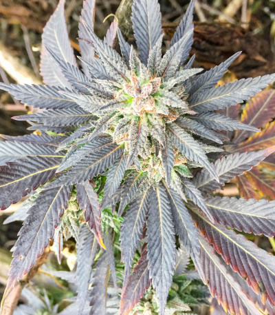Семена сорта LSD fem (Barney's Farm)
