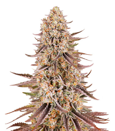 Семена сорта Sour Strawberry fem (Barney's Farm)