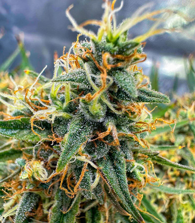 Семена сорта Bruce Banner #3 Auto fem (Herbies Seeds)