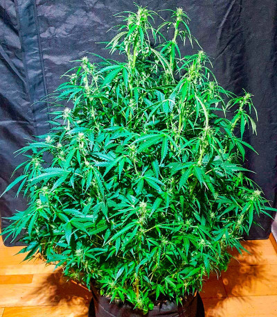 Семена сорта конопли Haze Auto