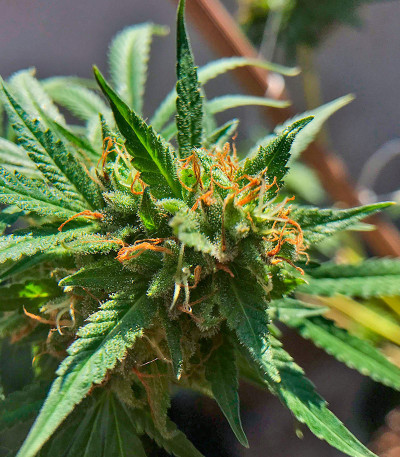 Семена сорта Soyuz OG Express fem (Kalashnikov Seeds)