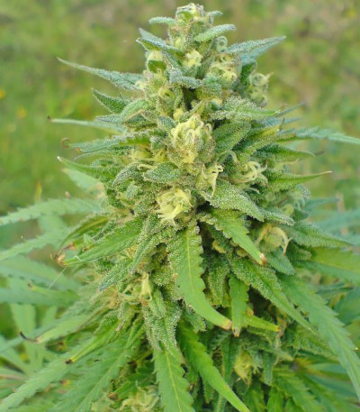 Семена сорта Super Skunk Auto fem (Семяныч)